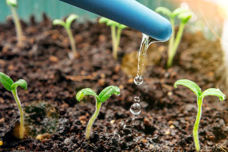 Watering young seedlings of tomatoes in in container. Plant care conceptの写真素材