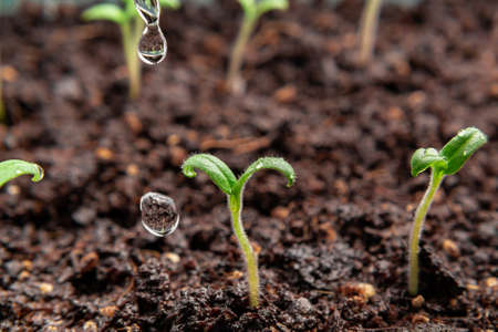 Watering young seedlings of tomatoes in in container. Plant care conceptの写真素材