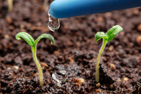 Watering young seedlings of tomatoes in in container. Plant care conceptの写真素材