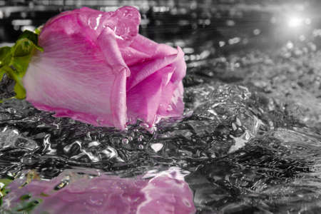 Rose falling into the water with a splash and sprayの写真素材