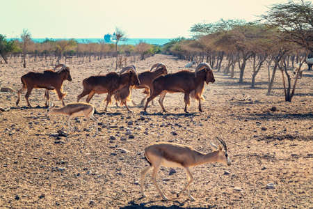 Group of Ovis ammon mountain sheep in a safari park on the island of Sir Bani Yas, United Arab Emiratesの写真素材