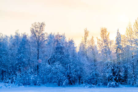 Winter landscape - snow-covered trees along the road in the rays of sunsetの写真素材