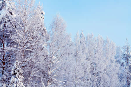 Trees covered with snow and frost in the winter forest against the blue skyの写真素材