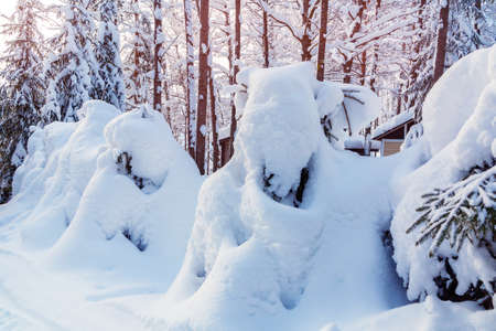 Small spruce trees in the winter forest covered with lots of snow