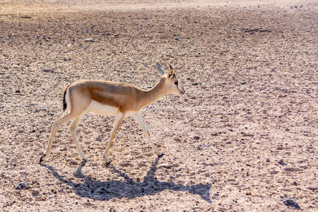 Young antelope in a safari park on the island of Sir Bani Yas, United Arab Emiratesの写真素材