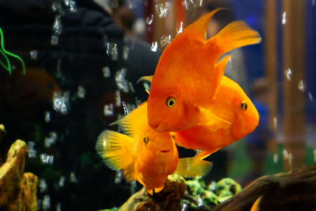 Goldfish swim in a large aquarium with green plants and air bubbles