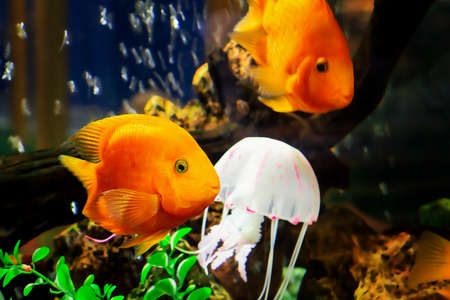 Goldfish swim in a large aquarium with green plants and air bubblesの写真素材