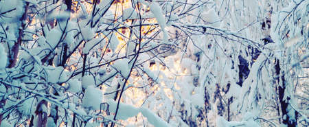 Beautiful winter landscape. Snow-covered branches of bushes in the light of sunset, can be used as a...