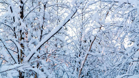 Beautiful winter landscape. Snow-covered branches of bushes in the light of sunset, can be used as a...