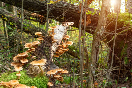 Edible mushrooms honey agaric armillaria mellea on a fallen tree trunk in the autumn forest early in...