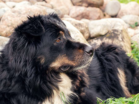 Large black dog from Berner Sennenhund lying on the lawn grass and carefully looks around, close-upの写真素材