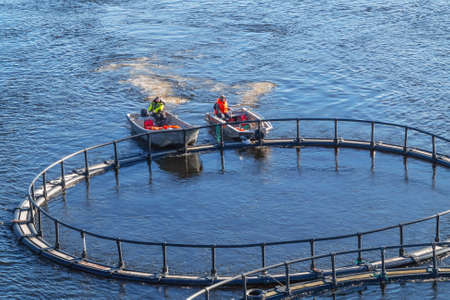 St. Petersburg, Russia - October 10, 2018: Fish farm on the river. Men on the boat ferry the cage with fish to a new placeのeditorial素材