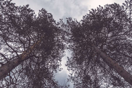 Dark pines on the background of the cloudy sky. Dreary, gloomy landscape. Backgroundの写真素材