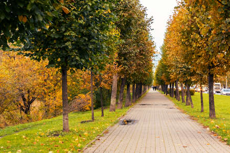 Tiled path in the autumn park at sunset, autumn landscapeの写真素材