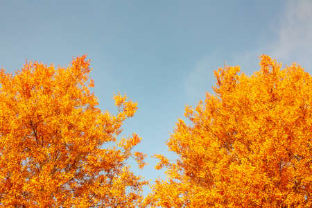 Autumn background - yellow-orange crowns of trees against a background of clean blue sky