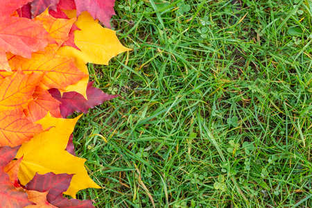 Border of colorful maple leaves on the green grass. Autumn backgroundの写真素材