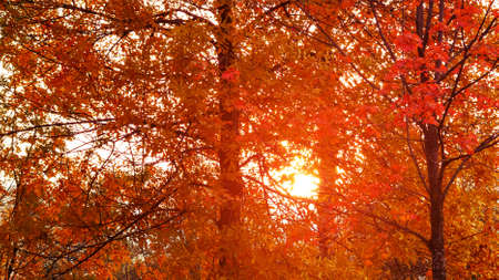 Beautiful autumn landscape. The sun shines through the leaves of orange maple, background