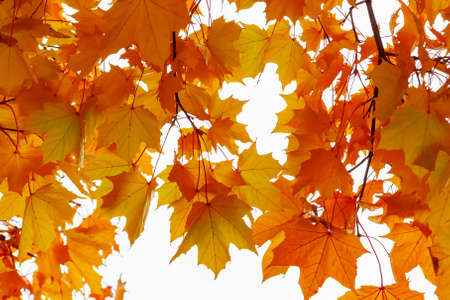 Beautiful autumn landscape. The sun shines through the leaves of orange maple, background
