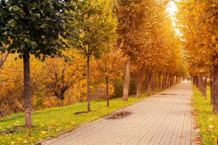 Tiled path in the autumn park at sunset, autumn landscape