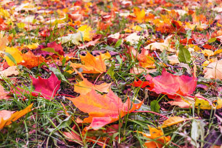 Yellow, orange, red leaves of maple on a green lawn, autumn landscape
