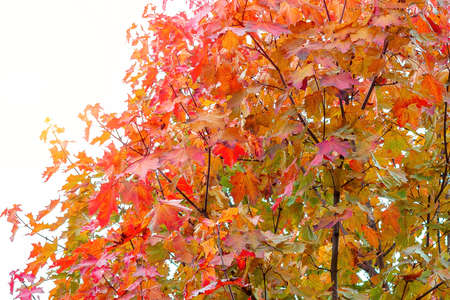 Beautiful autumn landscape. Crown yellow-orange maple sunny day. Background Texture