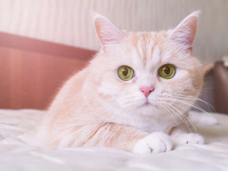 Beautiful cream cat lies on the bed, close-upの写真素材