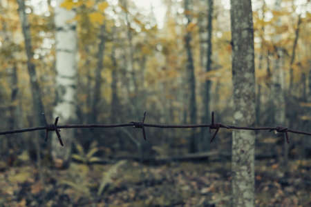 Old rusty barbed wire in the forest close upの写真素材