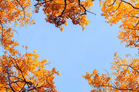 View from below on the tops of aspens in the autumn forest against the blue sky, colorful autumn landscape with copy space - imageの写真素材