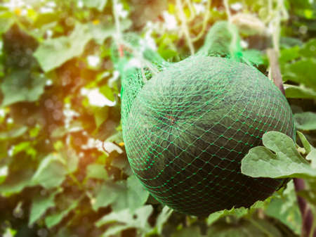 A large ripe watermelon in a grid in a greenhouseの写真素材