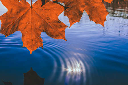 Autumn orange maple leaf over the water on the lakeの写真素材