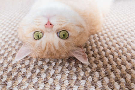 A beautiful cream tabby cat with green eyes lies on the back on a beige carpetの写真素材