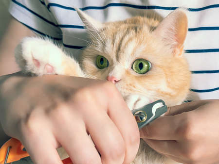 Young girl cuts the claws of a beautiful cream kitten with green eyesの写真素材