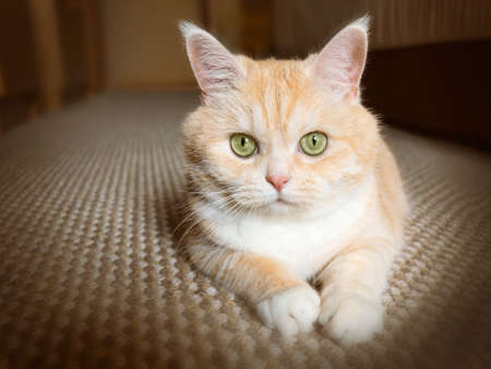 Beautiful cream tabby cat with green eyes sitting on the carpet resting from the games