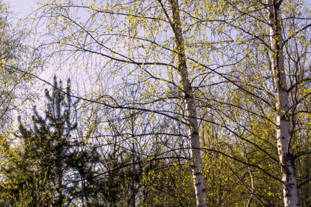 Birch on the background of the blue sky in spring.