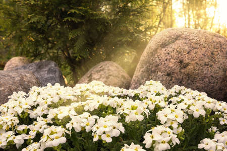 White flowers among the rocks in the sunset light.の写真素材