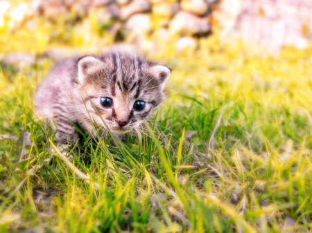 Cute little tabby kitten walking on the green grass.の写真素材