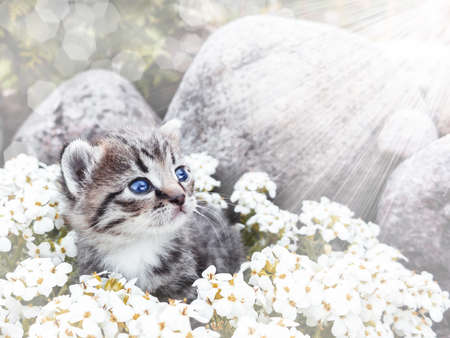 Cute little kittCute little kitten sitting among the white flowers and stoneの写真素材