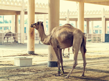 MANAMA, Bahrain - December 19, 2018: Camel on the royal camel farmのeditorial素材