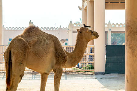 MANAMA, Bahrain - December 19, 2018: Camel on the royal camel farmのeditorial素材