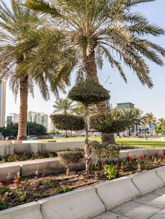 Doha, Qatar - December 20, 2018: Palm trees and flowers along the pedestrian walkway near the Qatar...