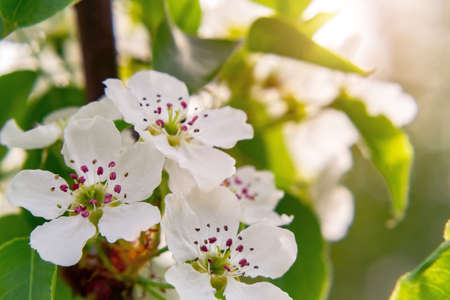 Pear blossom in spring garden close upの写真素材