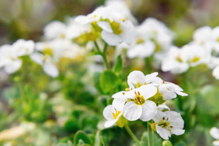 Blooming white arabis in rockery in the spring gardenの写真素材