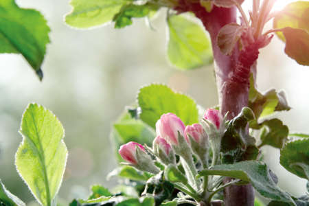 Pink buds of apple trees in springtime orchard in may day