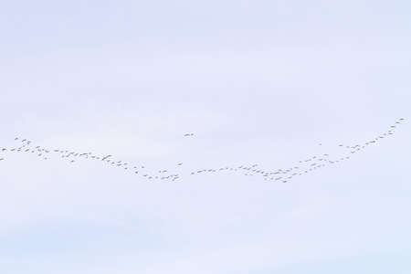 flock of migratory birds flying in a cloudy skyの写真素材