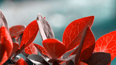 Twig Barberry Thunberg with red leaves close up, horizontal banner, natural plant backgroundの写真素材