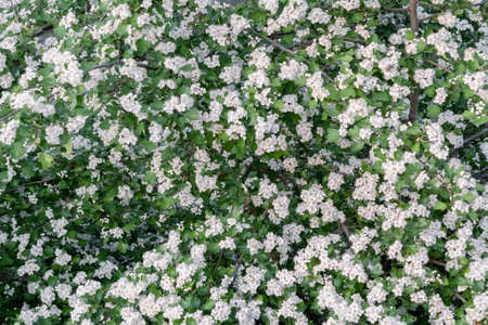 Delicate white flowers of hawthorn in the spring gardenの写真素材