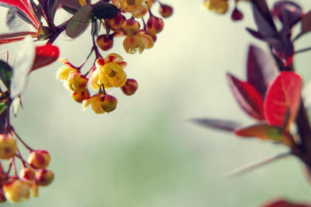 Sprig of barberry Thunberg with red leaves and yellow flowers, close-up, copy spaceの写真素材