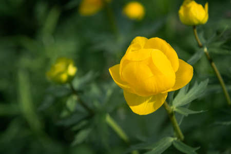 Wild yellow flowers of the European globeflower on the forest lawn close up, copy space