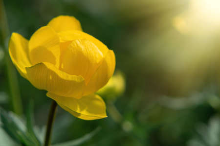 Wild yellow flowers of the European globeflower on the forest lawn close up, copy spaceの写真素材