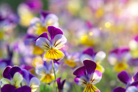 group of perennial yellow-violet Viola cornuta, known as horned pansy or horned violet